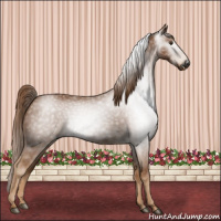 Horse Color:Gray Chestnut 