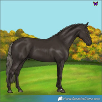 Horse Color:Liver Chestnut Mushroom 