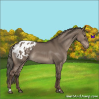 Horse Color:Liver Red Dun Mushroom Appaloosa 