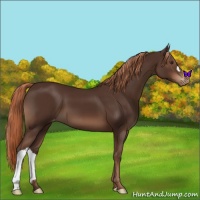 Horse Color:Liver Chestnut Appaloosa