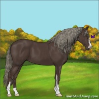Horse Color:Liver Chestnut Mushroom Sabino