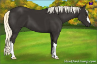 Horse Color:Liver Chestnut Mushroom 