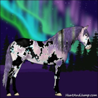Horse Color:Watercolor White Spotted Buckskin Onyx Sabino Appaloosa