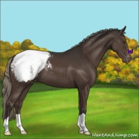 Horse Color:Liver Chestnut Mushroom Appaloosa