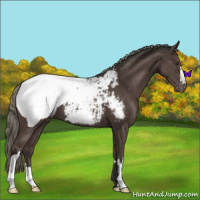Horse Color:Liver Chestnut Mushroom Appaloosa 
