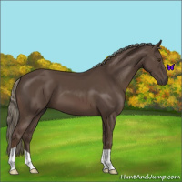 Horse Color:Liver Chestnut Mushroom 