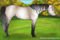 Horse Color:Gray Bay Dun 