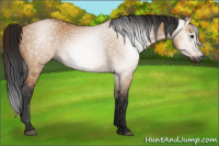 Horse Color:Gray Bay Dun 