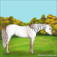 Horse Color:Gray Red Dun 
