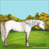 Horse Color:Gray Red Dun