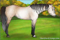 Horse Color:Gray Bay Dun 