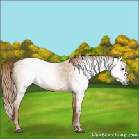 Horse Color:Gray Red Dun 