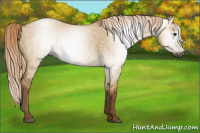 Horse Color:Gray Red Dun 