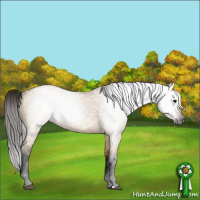 Horse Color:Gray Bay Dun