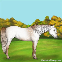 Horse Color:Gray Red Dun 