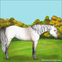 Horse Color:Gray Bay Dun 