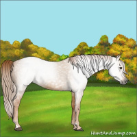 Horse Color:Gray Red Dun