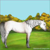 Horse Color:Gray Bay Dun 