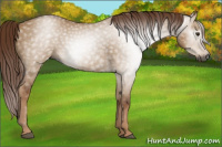 Horse Color:Gray Red Dun 