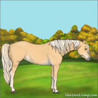 Horse Color:Palomino 