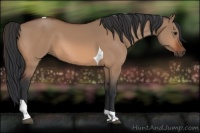 Horse Color:Bay Dun Tobiano 