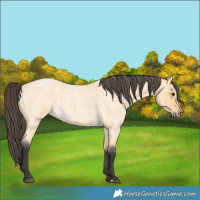 Horse Color:Buckskin Roan 