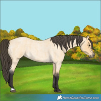 Horse Color:Buckskin Roan 