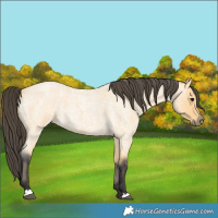 Horse Color:Buckskin Roan 