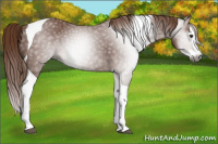 Horse Color:Gray Chestnut Splash Tobiano 