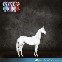 Horse Color:Gray Brown Dun Leopard Brindle 