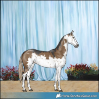 Horse Color:Gray Chocolate Palomino Dun Sabino