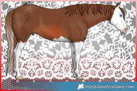 Horse Color:Chestnut Splash 