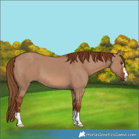 Horse Color:Red Dun