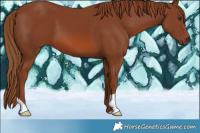Horse Color:Chestnut 