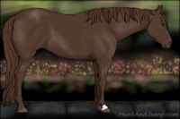 Horse Color:Liver Chestnut 