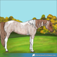 Horse Color:Red Roan Tobiano 