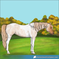 Horse Color:Red Roan Tobiano 