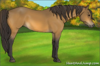Horse Color:Buckskin 