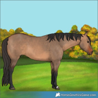 Horse Color:Bay Dun 