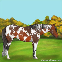 Horse Color:White Spotted Bay 