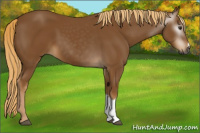 Horse Color:Gray Chestnut 