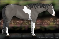 Horse Color:Grullo Splash Tobiano 