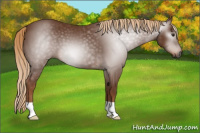 Horse Color:Gray Chestnut 