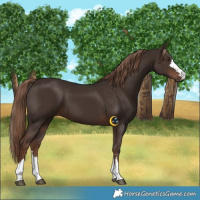 Horse Color:Liver Chestnut 