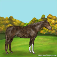 Horse Color:Chocolate Palomino Ice 