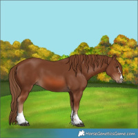Horse Color:Chestnut 