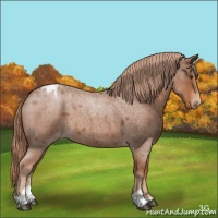Horse Color:Red Roan Sabino Appaloosa 