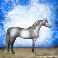 Horse Color:Gray Black 