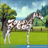 Horse Color:Liver Chestnut Sabino Appaloosa 