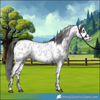Horse Color:Liver Red Roan Appaloosa 